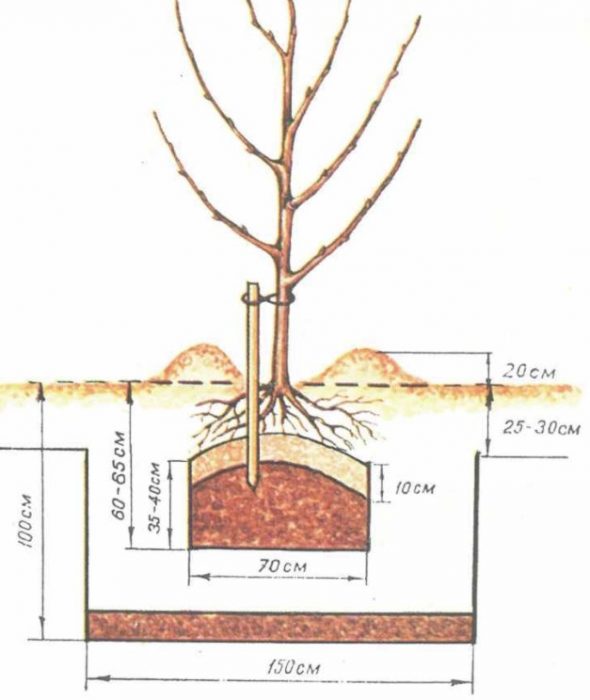 Засаждане на крушово дърво Яма за крушово дърво