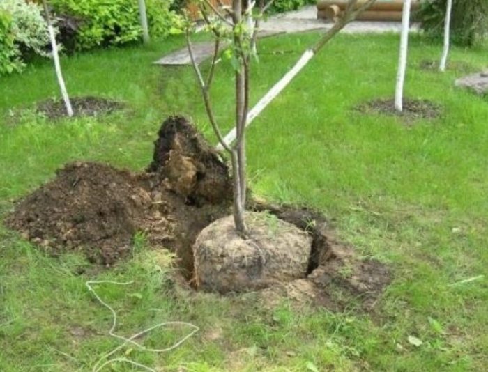 Засаждане на крушово дърво със затворена коренова система Слънчево място за засаждане на крушово дърво