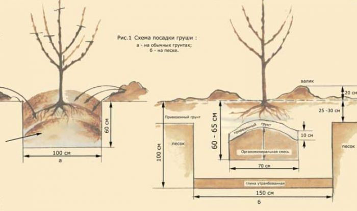 Модел на засаждане на крушови дървета Засаждане на крушово дърво