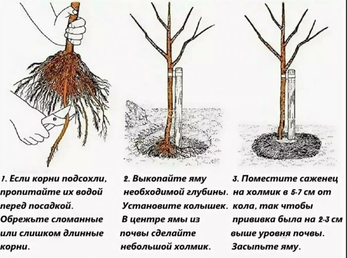 Засаждане на крушово дърво Как да засадим крушово дърво през пролетта
