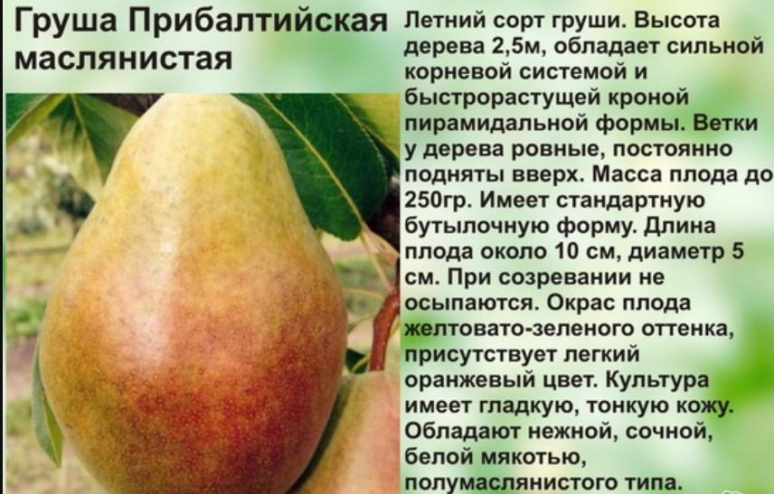 Балтийска маслена круша