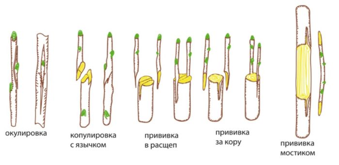 Методи за присаждане Присаждане на круша