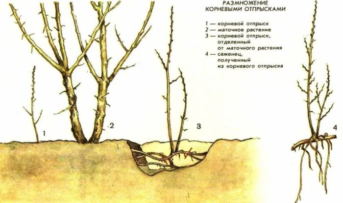 Коренови издънки Размножаване на круша чрез издънки