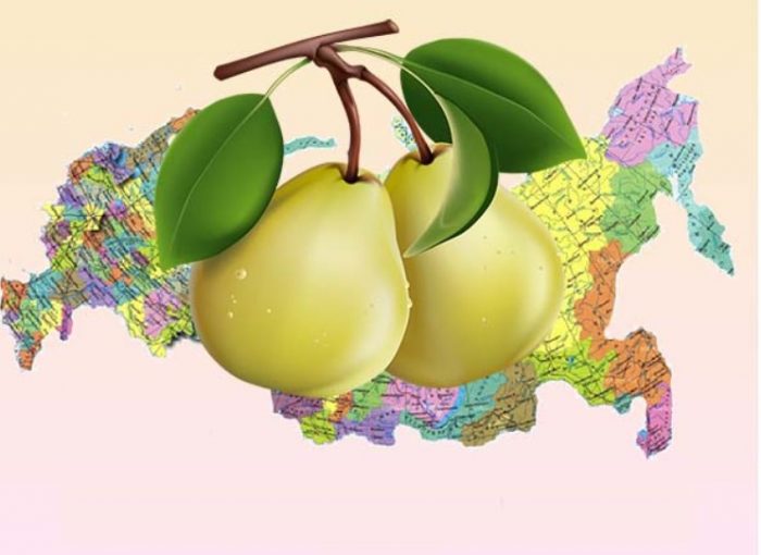 Крушови плодове и карта на Русия Круша и карта