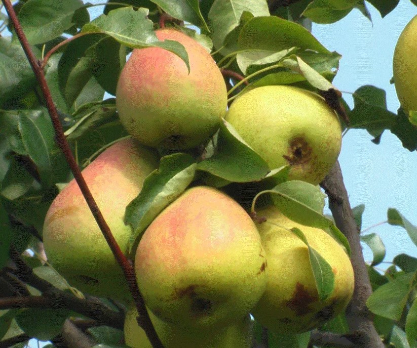 Сорт Рогнея