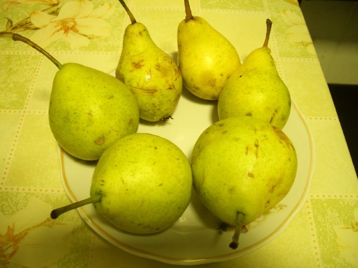 Сорт Ровесница