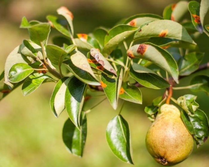 Жълти ръждиви петна по круша Ръжда по круша