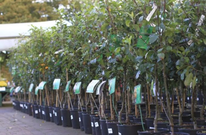 Разсад от круши Разсад от круши