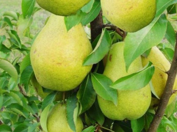 Класическа круша Санреми Сорт Сунреми