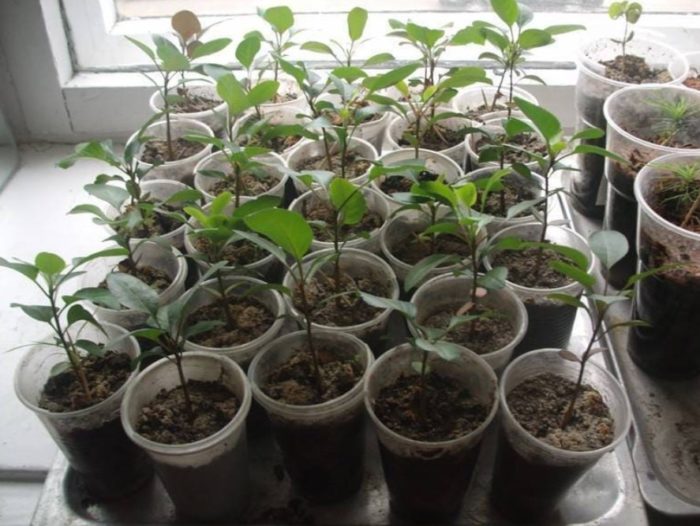 Круша от семена Разсад от круши от семена