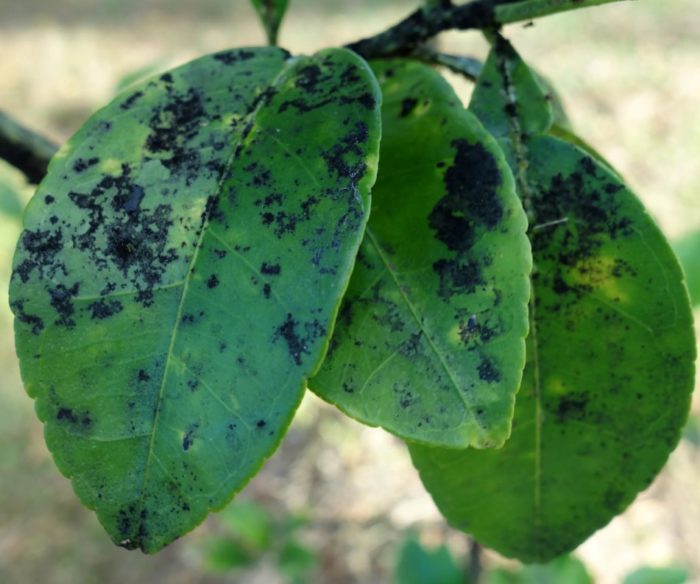 Тъмни петна по листата Болест от саждиста плесен