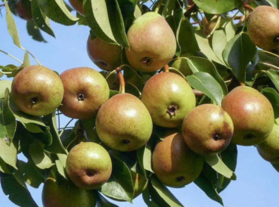 Сорт Северянка