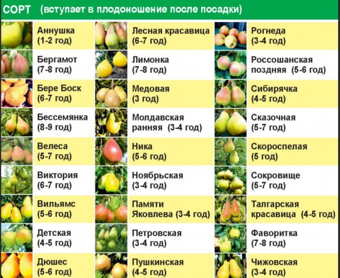 През коя година сортовете круши започват да дават плодове? Описание на плодните сортове