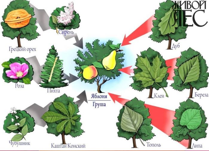 Различни съседи на крушовото дърво Съседите на крушата