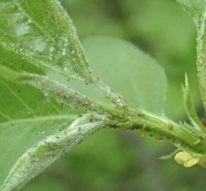 Крушова листна въшка Листни въшки по крушово дърво