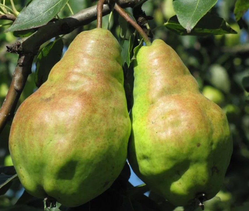 Сорт круша Видная