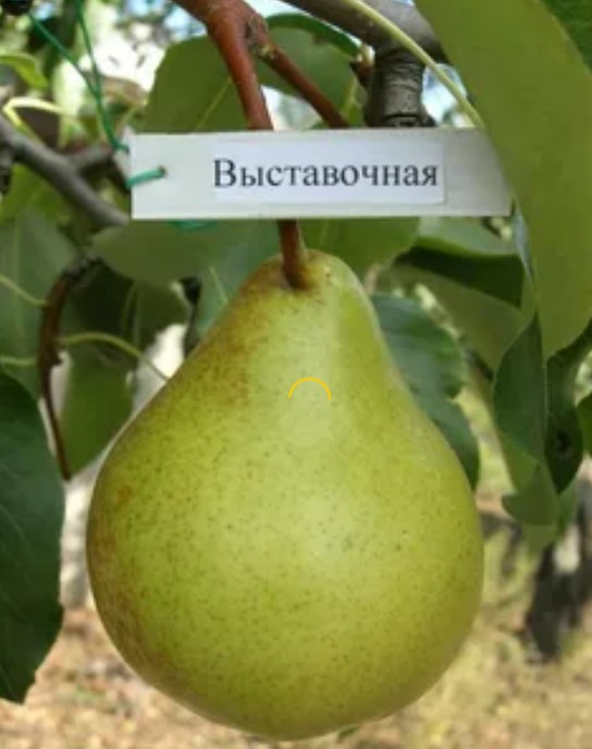 Изложбена круша