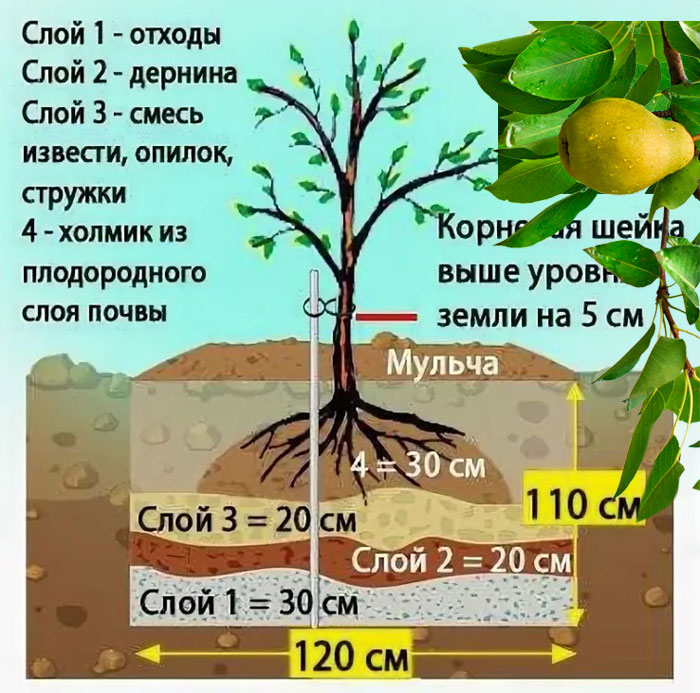 Слоеве за засаждане на круши Яма за засаждане на крушово дърво