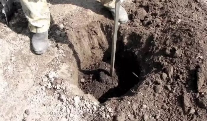 Засаждане на крушово дърво Дупка за засаждане