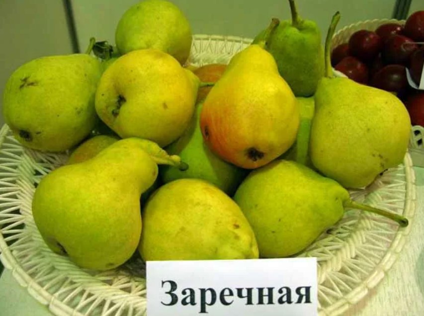 Сорт Заречная