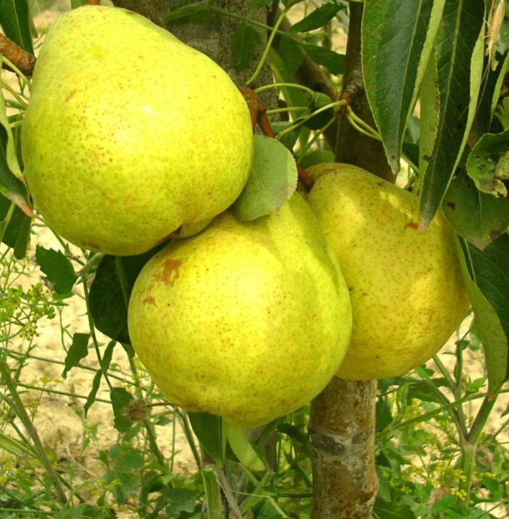 Золотоворотска круша