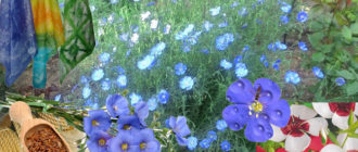 Ленът има различни приложения