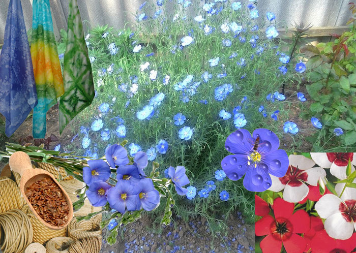 Красотата и ползите от лена Ленът има различни приложения