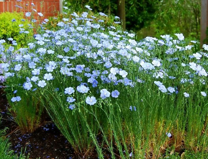 Ленени храсти в градината Лен в градината