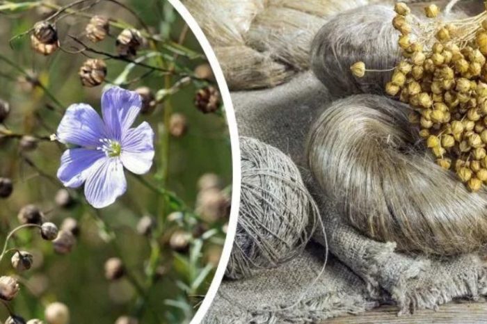 Лен и влакна Лен и влакна