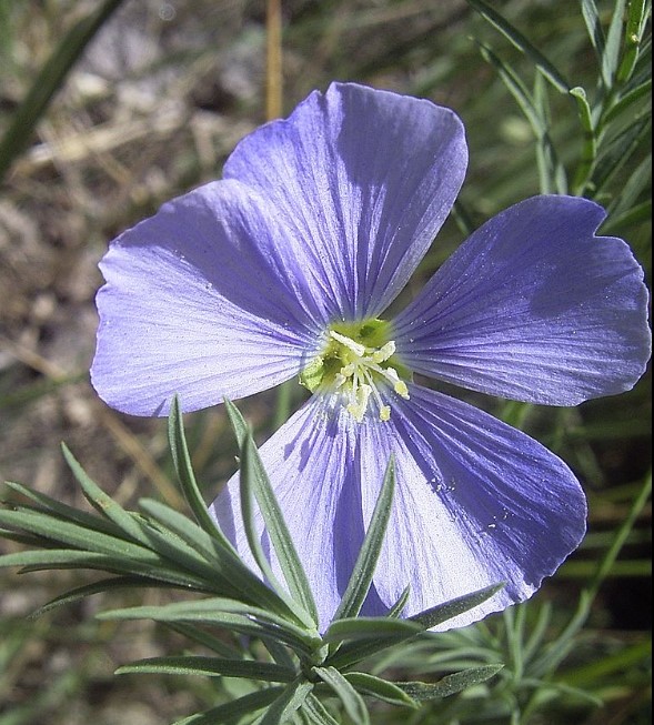 Австрийски лен