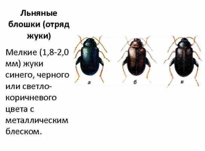 Ленени бълхи бръмбари Ленена бълха