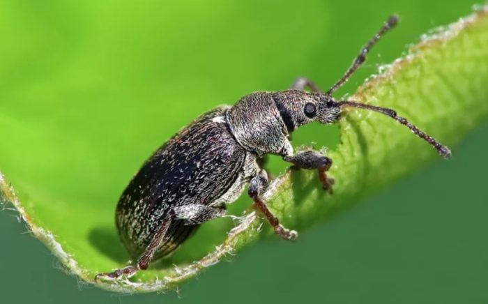 Ленен хоботник Хоботник