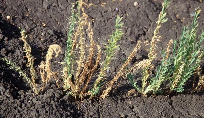 Жълтеница на лена Фузариозно увяхване на лен