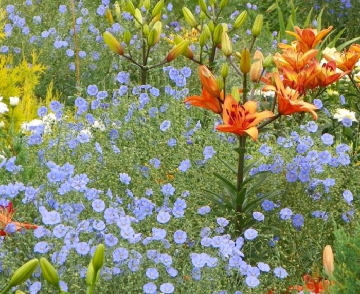 Лилии и лен Лен с цветя