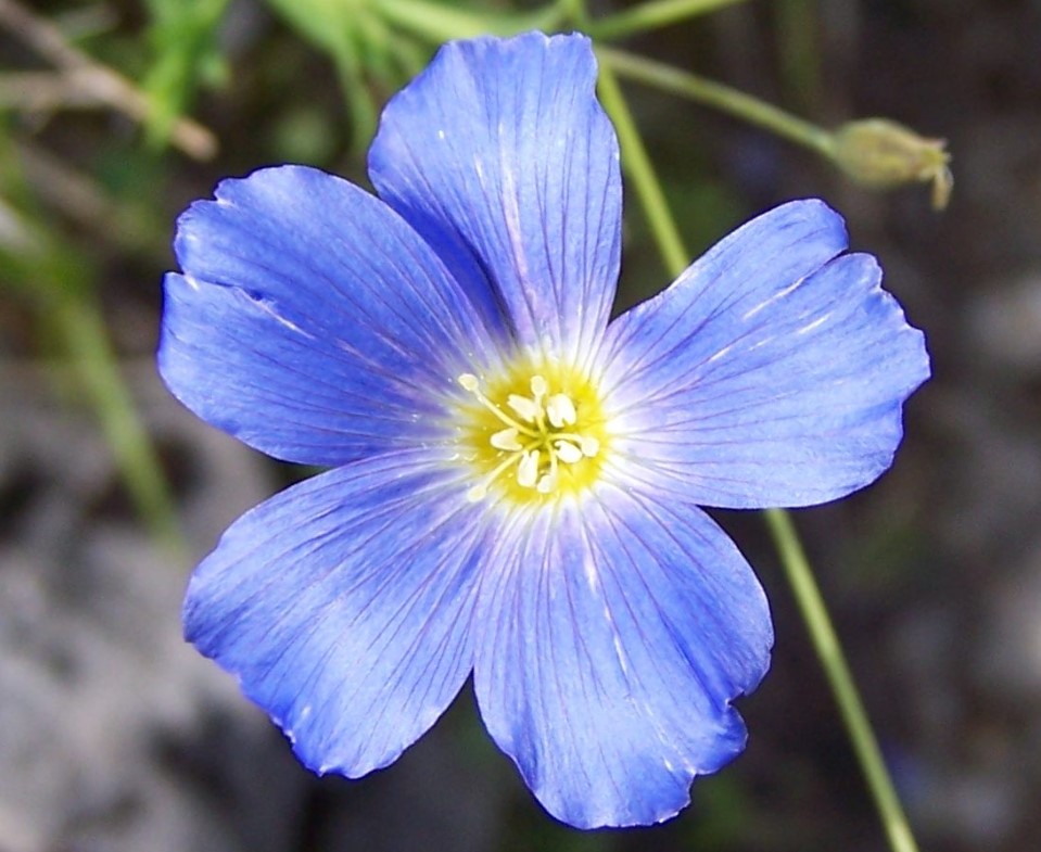 Многогодишен ленен цвят