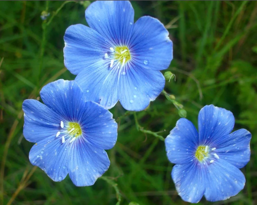 Ленени цветя