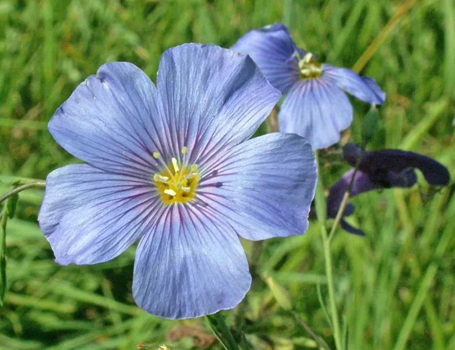 Ленени цветя в поле