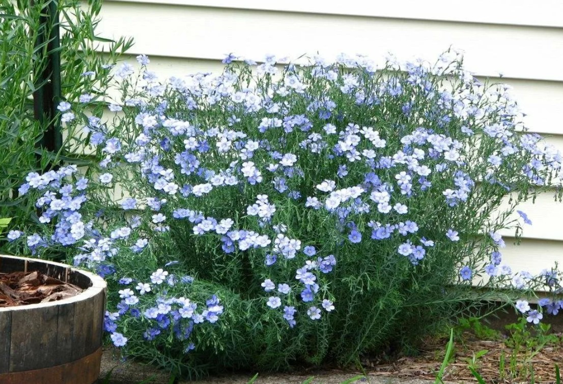 Многогодишен лен близо до стената