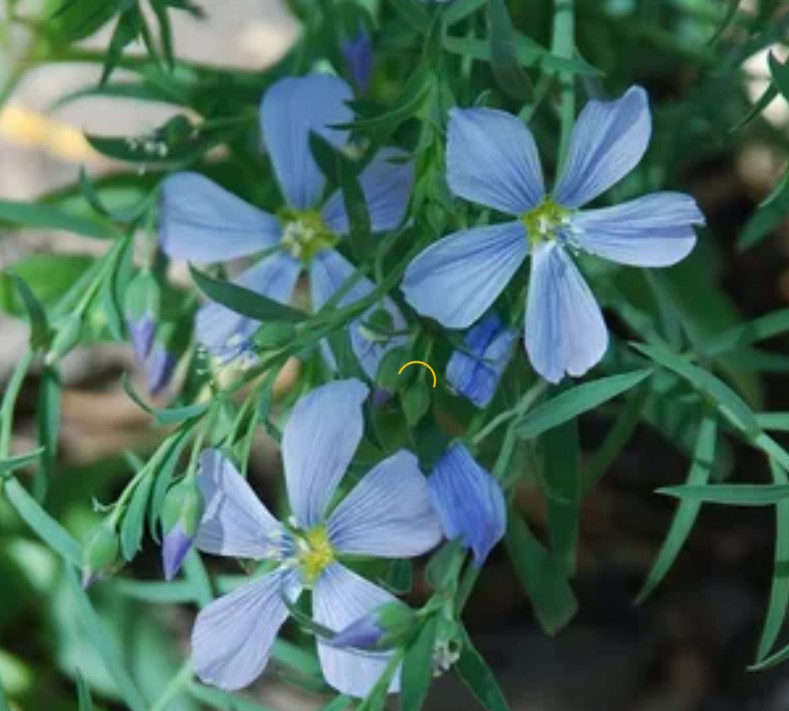 Цветя от многогодишен лен