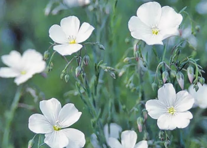 Снежнобял сорт Сорт Нанум Албум