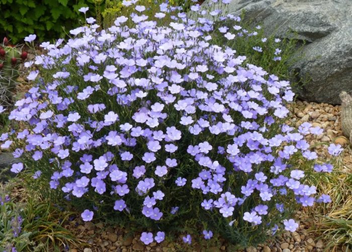 Небесен лен Сорт „Синьо небе“