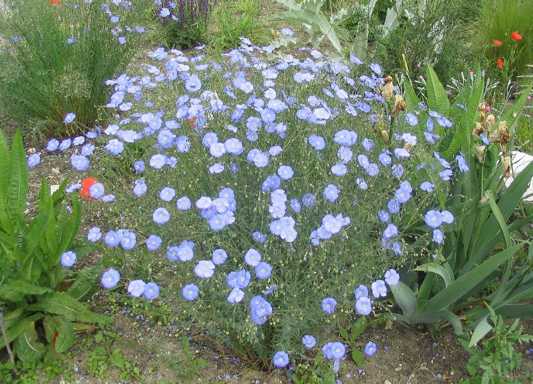 Многогодишен ленен храст