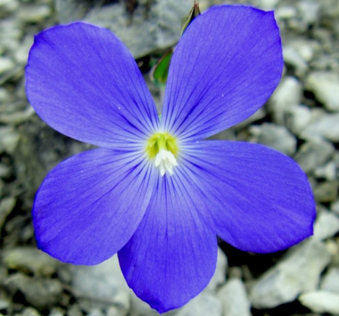 Сорт „Небесно синьо“ Нарбонски лен