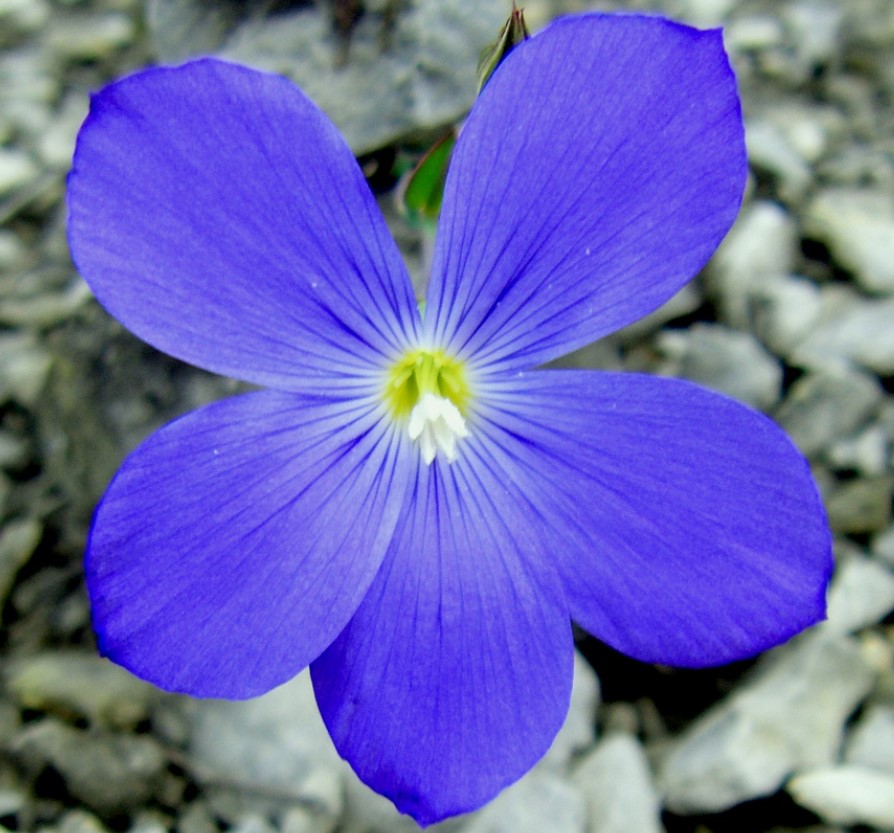 Нарбонски лен