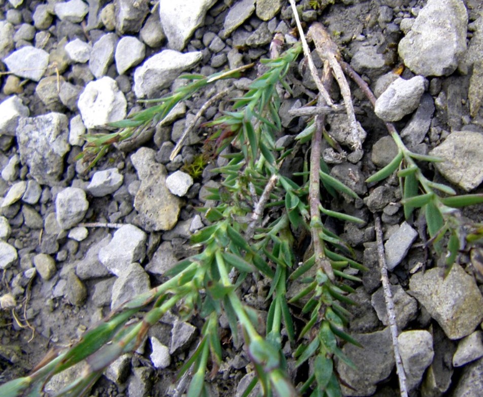 Лен сред камъните