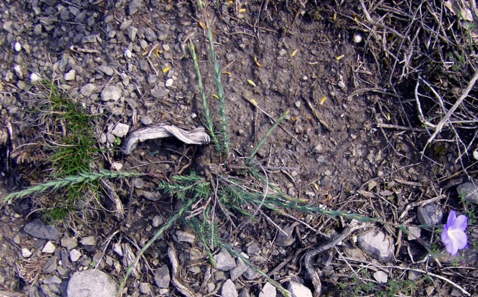 Храсти от вида Нарбон