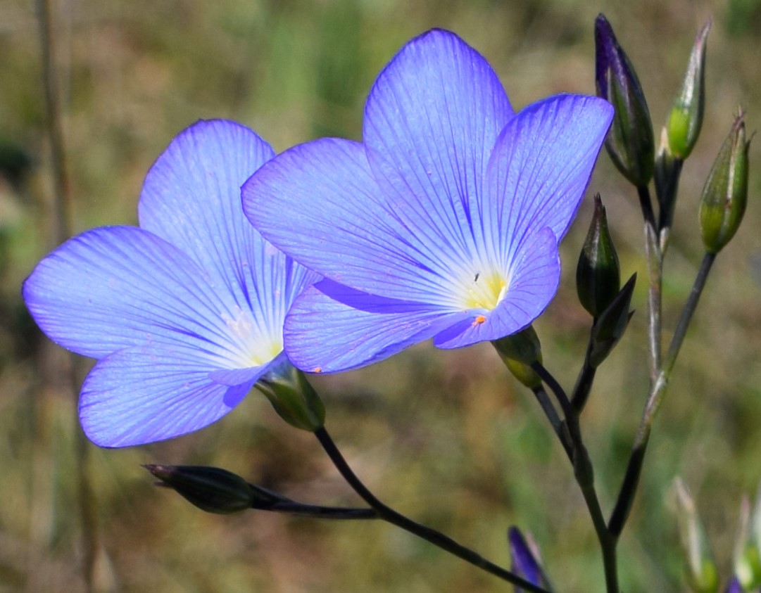 Сини ленени цветя