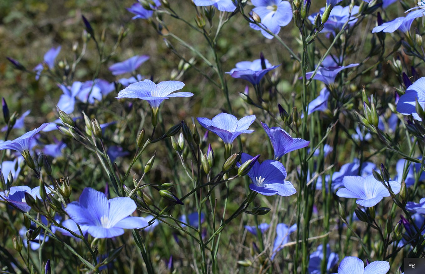 Нарбонски лен