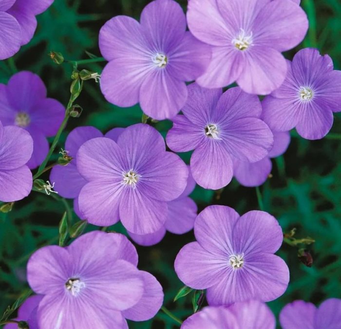 Гледка към Нарбон Сорт „Шест хълмове“