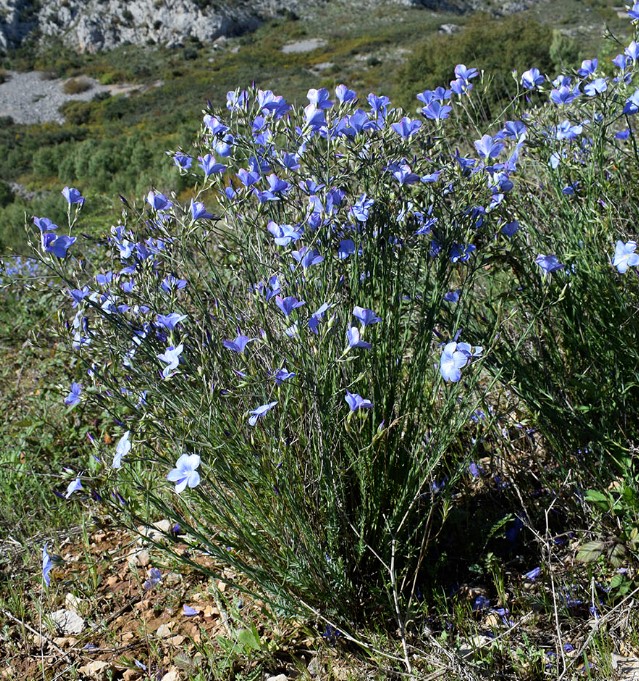 Ленен храст